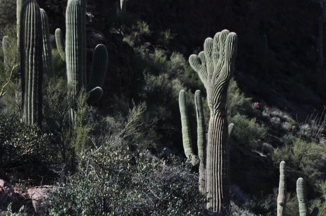 fingered saguaro